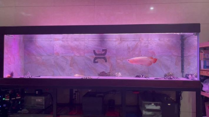 久鼎和水獵人哪個魚缸好 久鼎和水獵人哪個魚缸好 龍魚百科 第2張