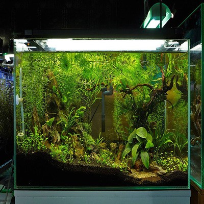魚缸水質發白渾濁是什么原因造成的怎么辦（魚缸水質發白渾濁是什么原因造成的怎么辦呢）