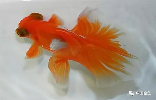 十種最漂亮的金魚