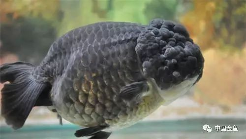 十種最漂亮的金魚