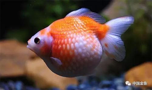 十種最漂亮的金魚