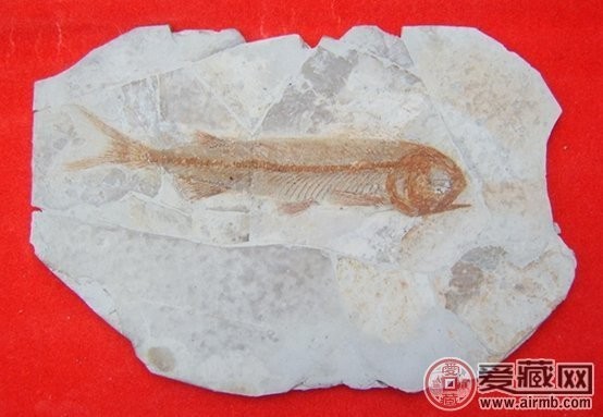 雨化石圖片及價格