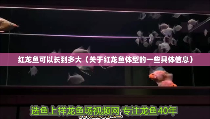 酒泉紅龍魚價格2688貴嗎？