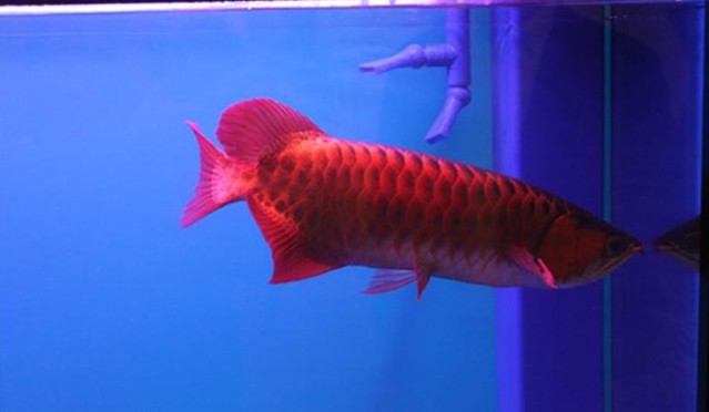 酒泉紅龍魚價格2688貴嗎？
