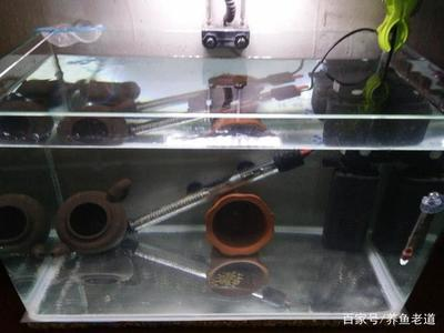 魚缸造景和裸缸哪個好養（魚缸造景和裸缸哪個好養些）
