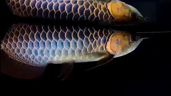 如果龍魚鱗片有洞，應該如何判斷原因？（如何判斷龍魚鱗片有洞是否嚴重？） 如果龍魚鱗片有洞，應該如何判斷原因？（如何判斷龍魚鱗片有洞是否嚴重？） 龍魚百科 第1張
