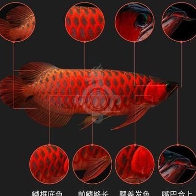鞍山紅龍魚價格2688貴嗎？