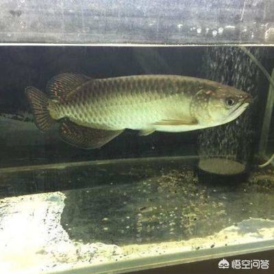 通遼紅龍魚價格2688貴嗎？