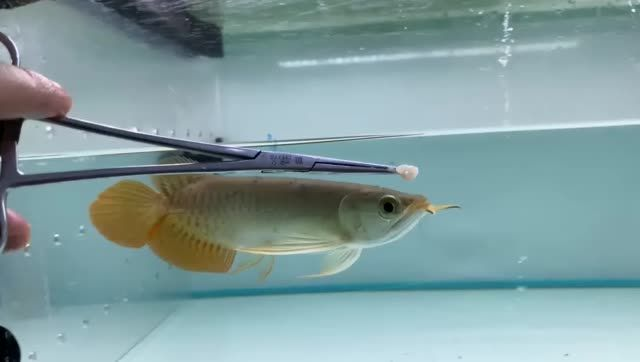 紅龍魚大品牌