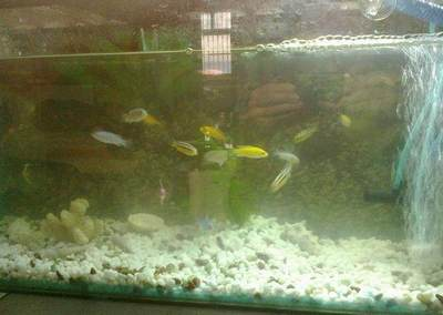 廈門市海滄區滄二水族店（廈門市海滄區滄二水族店電話號碼）