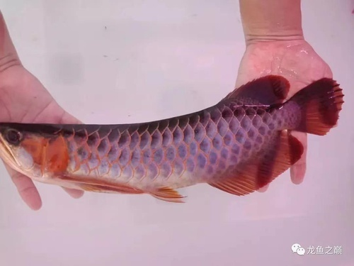 烏伊嶺龍魚是哪種魚的俗稱？，烏伊嶺龍魚是黑魚的俗稱，烏伊嶺龍魚并不是真實存在的