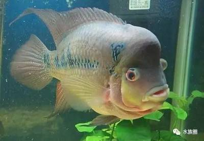 博特水泵TS2小鋼炮（博特ts水泵二代的區(qū)別）