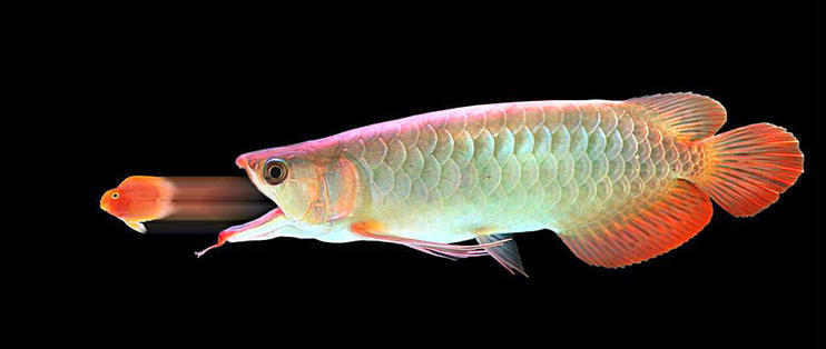 龍魚沉底后多久會死亡？（龍魚沉底后多久會死亡？如何判斷龍魚是否還能救？） 龍魚沉底后多久會死亡？（龍魚沉底后多久會死亡？如何判斷龍魚是否還能救？） 龍魚百科 第1張