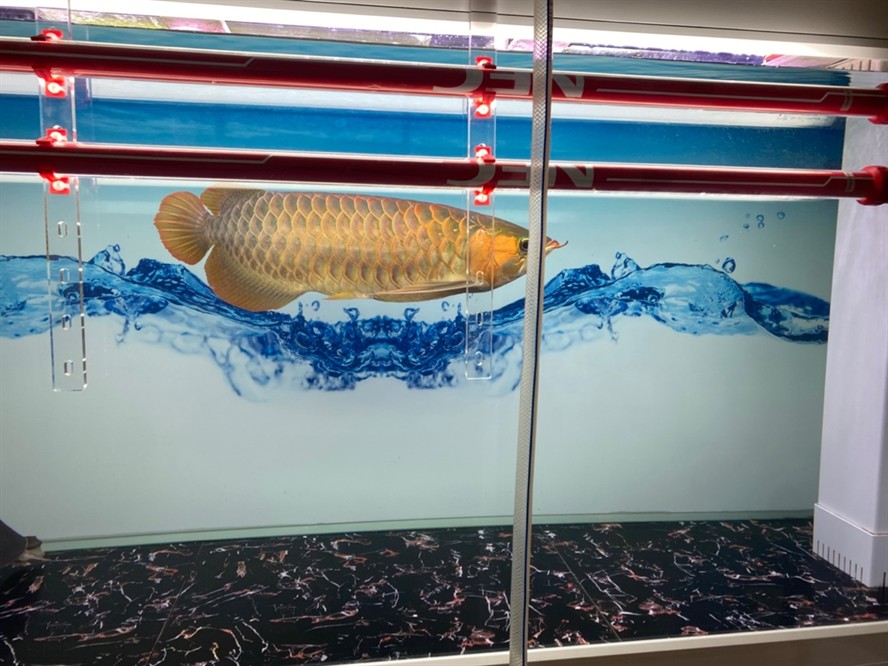 紅龍魚鱗片發(fā)黑怎么辦：紅龍魚鱗片發(fā)黑可能是由多種因素引起的，紅龍魚日常護理技巧分享