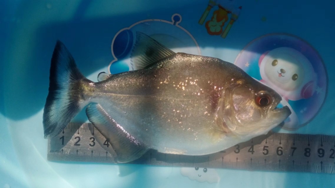 張家港魚缸定制電話號碼（張家港魚缸定制電話號碼多少）