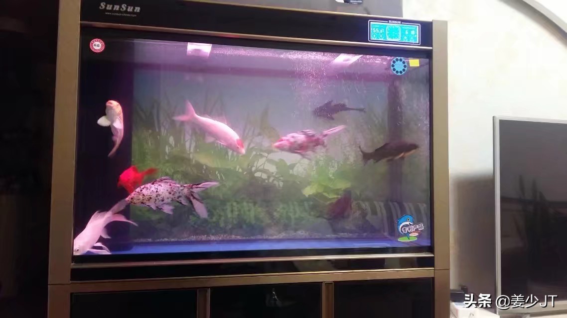 景區(qū)觀賞魚池（景區(qū)觀賞魚池設(shè)計）
