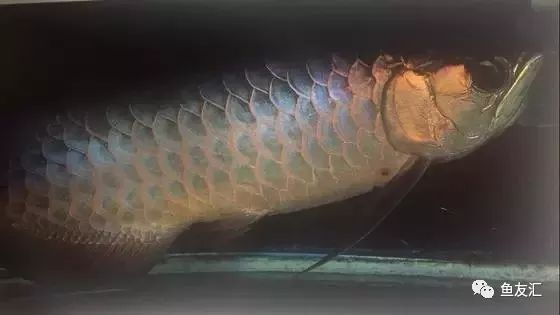 藍底過背和古典的區(qū)別 藍底過背和古典的區(qū)別 龍魚百科 第2張