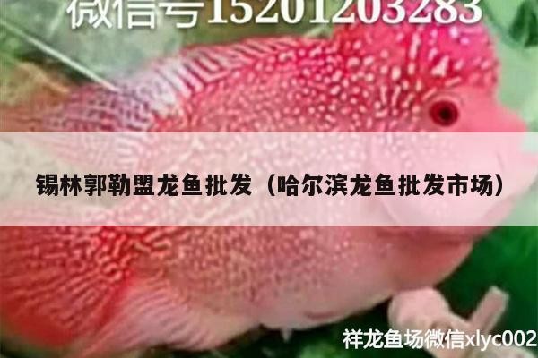 錫林郭勒盟紅龍魚價格2688貴嗎? 紅龍魚百科 第2張 錫林郭勒盟紅龍魚價格2688貴嗎? 錫林郭勒盟紅龍魚價格2688貴嗎? 紅龍魚百科 第2張
