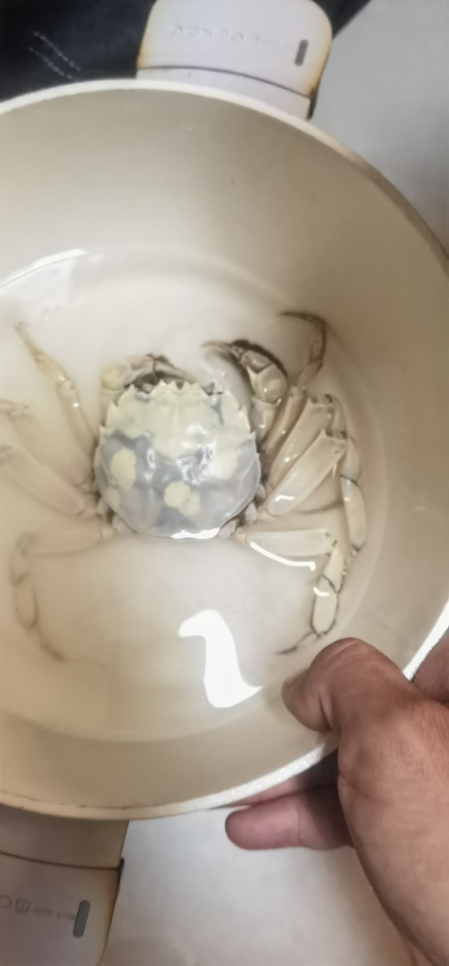 銀龍魚長什么樣子圖片視頻(銀龍魚成魚圖片)