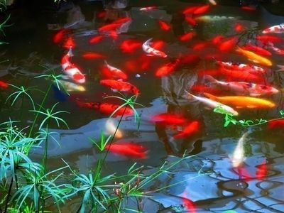18厘米魚缸（18厘米魚缸養幾條魚） 18厘米魚缸（18厘米魚缸養幾條魚） 觀賞魚百科