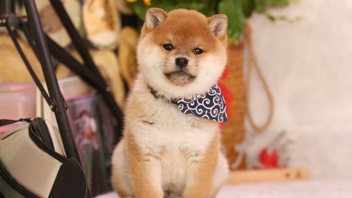 賽級是什么意思