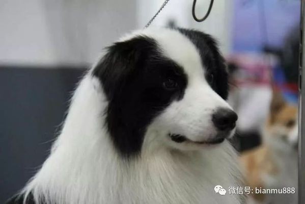 賽級是什么意思