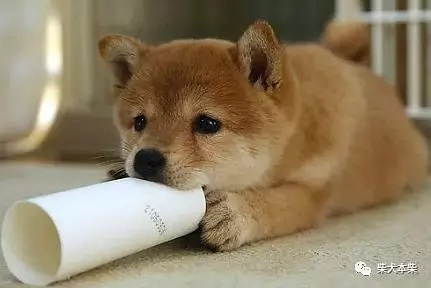 賽級是什么意思