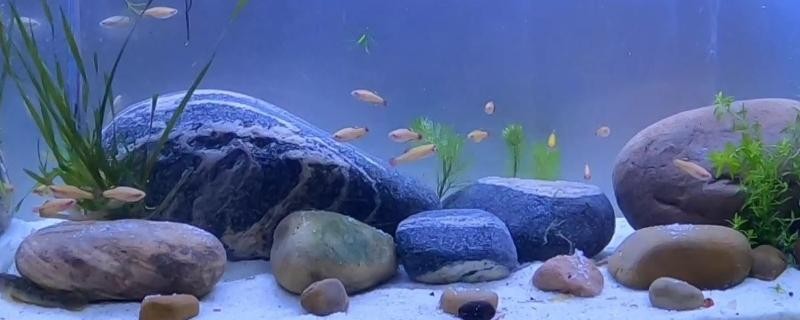 金魚缸的水變黃怎么處理掉（金魚缸的水變黃怎么處理掉呢）