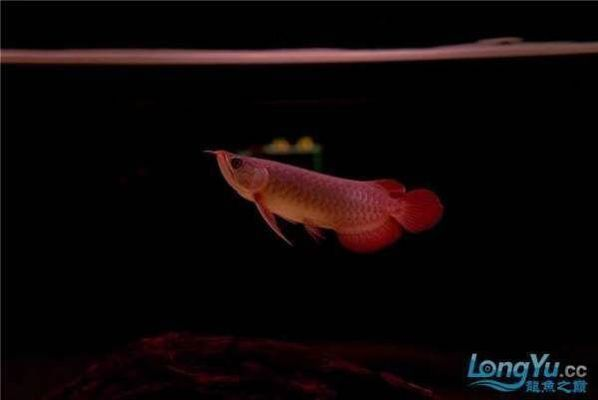 紅龍魚用led燈和燈管的區別：紅龍魚使用led燈和led燈管各有優缺點