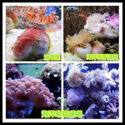 上饒水族館vs祥龍魚場（上饒水族館與祥龍魚場之間的差異，上饒水族館可能更側重于本地市場）