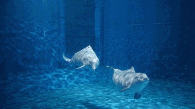 上饒水族館vs祥龍魚場（上饒水族館與祥龍魚場之間的差異，上饒水族館可能更側重于本地市場）