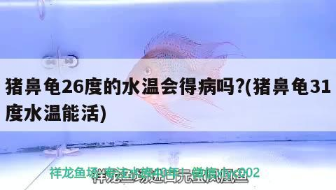 魚(yú)缸用增氧泵價(jià)格是多少:魚(yú)缸增氧機(jī)-xtrac增氧機(jī)-xtrac增氧機(jī) 豬鼻龜26度的水溫會(huì)得病嗎?(豬鼻龜31度水溫能活) 豬鼻龜百科 豬鼻龜26度的水溫會(huì)得病嗎?(豬鼻龜31度水溫能活) 豬鼻龜26度的水溫會(huì)得病嗎?(豬鼻龜31度水溫能活) 豬鼻龜百科