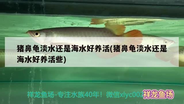 豬鼻龜淡水還是海水好養活(豬鼻龜淡水還是海水好養活些)