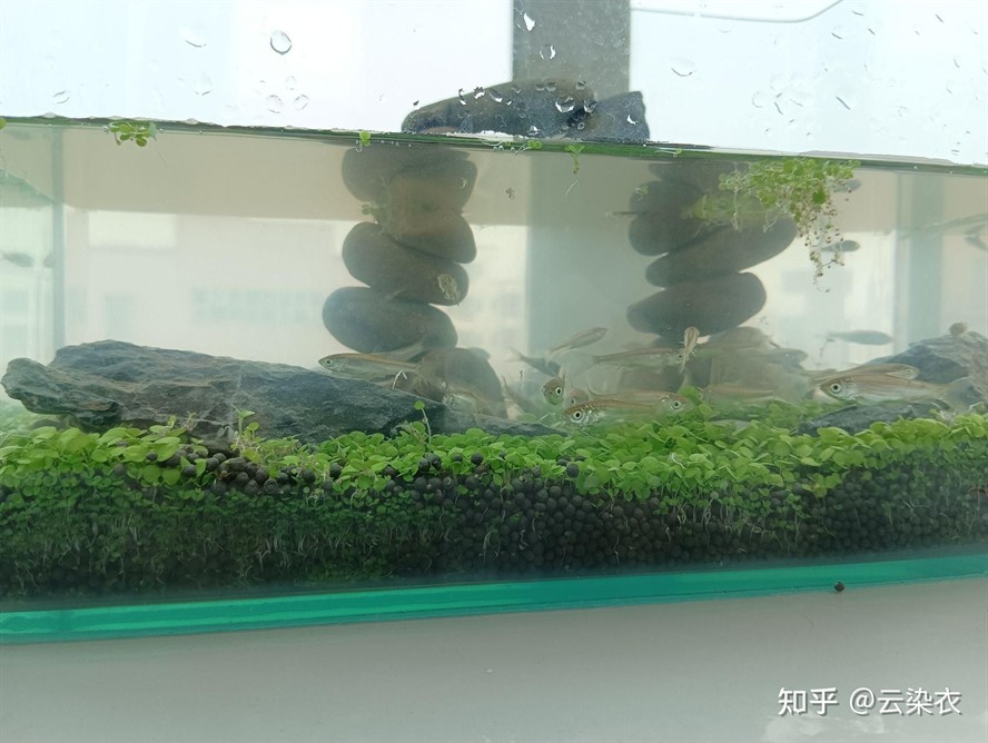 草魚魚缸養得活嗎：如何在魚缸中養殖草魚？