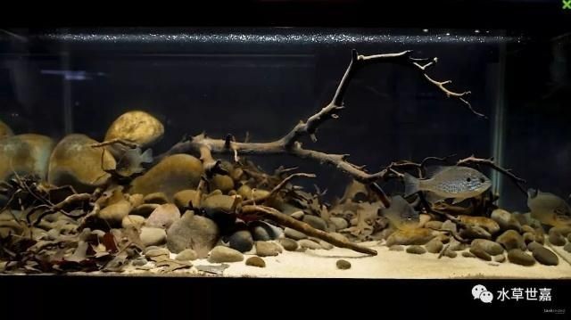 成品魚缸改原生缸造景 成品魚缸改原生缸造景 魚缸百科 第2張