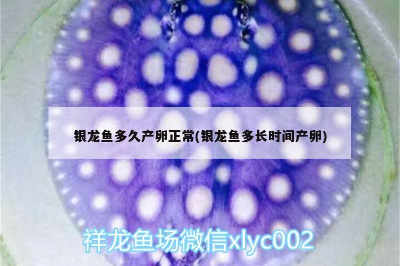 魚缸 銀龍魚多久產卵正常(銀龍魚多長時間產卵) 銀龍魚百科 銀龍魚多久產卵正常(銀龍魚多長時間產卵) 銀龍魚多久產卵正常(銀龍魚多長時間產卵) 銀龍魚百科