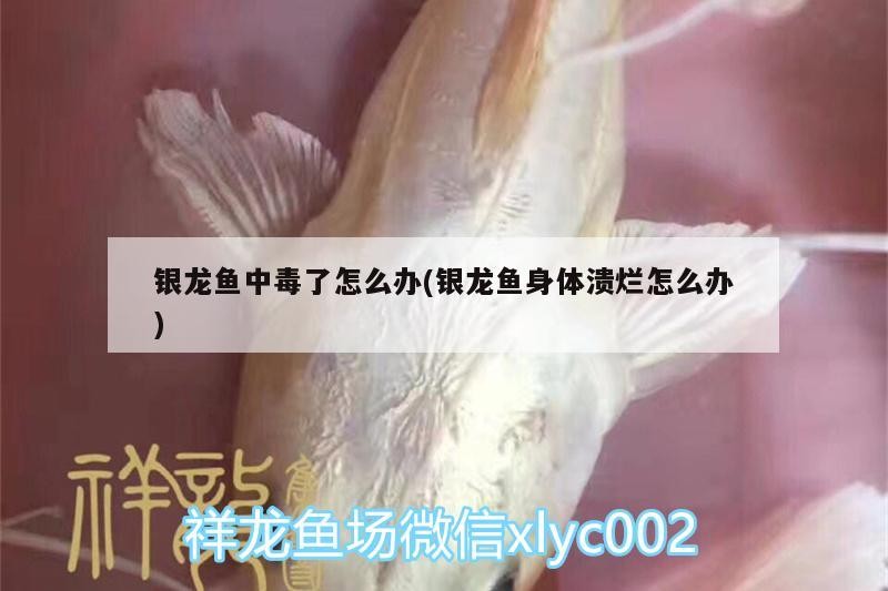 銀龍魚(yú)中毒了怎么辦(銀龍魚(yú)身體潰爛怎么辦) 銀龍魚(yú)中毒了怎么辦(銀龍魚(yú)身體潰爛怎么辦) 銀龍魚(yú)百科