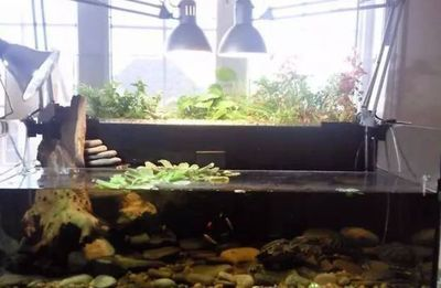 大魚缸改造龜缸好嗎：大魚缸改造龜缸可行嗎？
