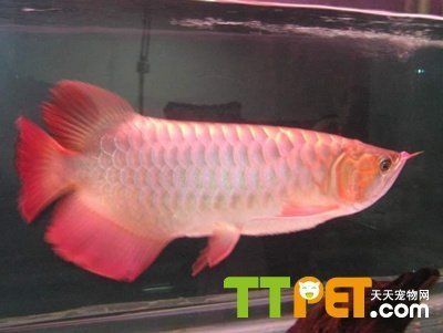 紅龍魚(yú)壽命能活多少年啊：關(guān)于紅龍魚(yú)壽命的詳細(xì)信息