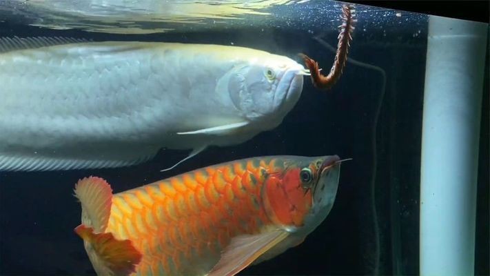 紅龍魚(yú)壽命能活多少年啊：關(guān)于紅龍魚(yú)壽命的詳細(xì)信息