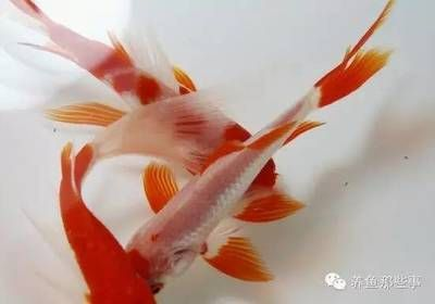 魟魚吃什么食物為主：魟魚吃什么