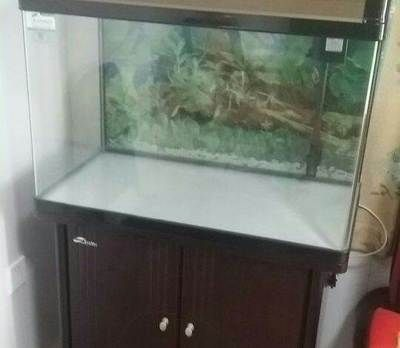 搬家魚缸不帶走好不好：搬家時魚缸不帶走怎么辦