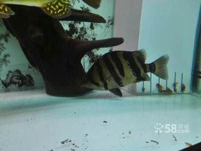 三文印尼虎：三文印尼虎是一種具有特色體型和紋路的熱帶觀賞魚