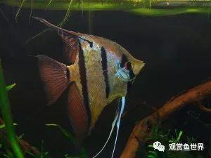 撫順市望花區三格水族制品廠（撫順市望花區三格水族制品廠地址）