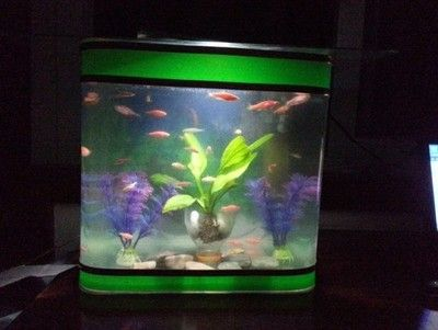 10條斑馬魚需要多大的魚缸：10條斑馬魚需要多大的魚缸，一個40,40,40厘米