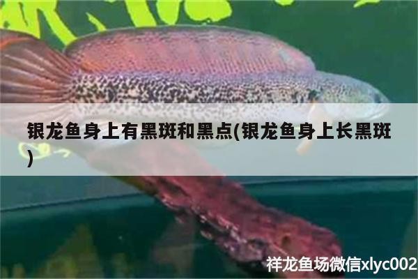 銀龍魚身上有黑斑和黑點(銀龍魚身上長黑斑)