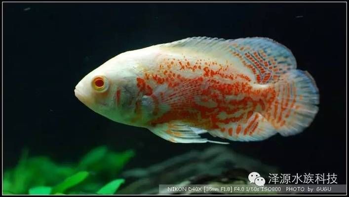 紅龍魚銀龍魚混養怎么樣才能養活：紅龍魚和銀龍魚混養在技術上是可行的
