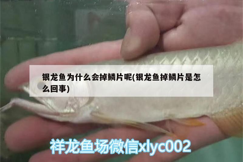 銀龍魚為什么會(huì)掉鱗片呢(銀龍魚掉鱗片是怎么回事) 銀龍魚為什么會(huì)掉鱗片呢(銀龍魚掉鱗片是怎么回事) 銀龍魚百科