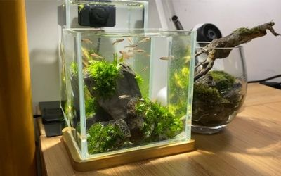 北歐魚(yú)缸造景圖：北歐風(fēng)格的魚(yú)缸造景圖