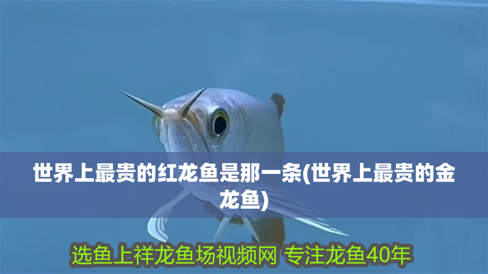 常州紅龍魚價(jià)格2688貴嗎？
